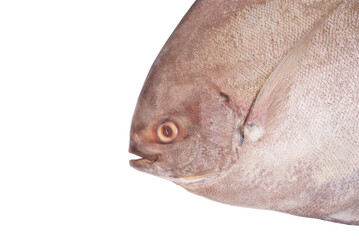 Black pomfret fish isolated on white background.