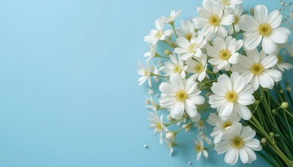 White daisies on blue background, minimal floral design with fresh natural tones, beautiful spring composition perfect for nature photography, greeting cards, and bright decorative visuals