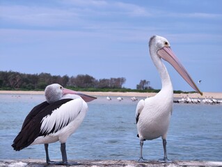 pelicans on the beach