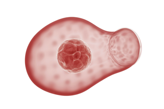 3D rendering of an early-stage embryo or blastocyst within a human reproductive tract, representing fertilization or implantation. Microscopic biological process. background removed
