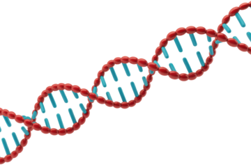 Vibrant 3D DNA double helix model with red spherical backbone and blue cylindrical base pairs, symbolizing genetics and molecular biology. background removed
