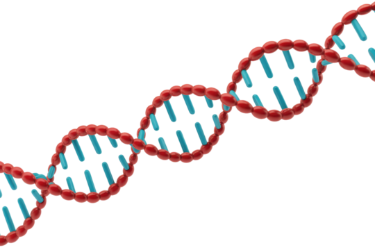 Vibrant 3D DNA double helix model with red spherical backbone and blue cylindrical base pairs, symbolizing genetics and molecular biology. background removed - Powered by Adobe