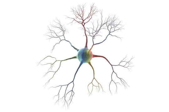 A vibrant 3D rendering of a multipolar neuron, showcasing its intricate cell body and branching dendrites, central to the nervous system. background removed