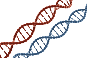 Two distinct 3D rendered DNA double helix strands, one red and one blue, symbolizing genetics, life sciences, and biological information. background removed