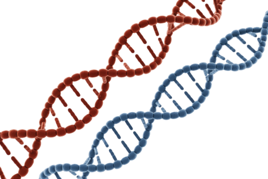 Two distinct 3D rendered DNA double helix strands, one red and one blue, symbolizing genetics, life sciences, and biological information. background removed