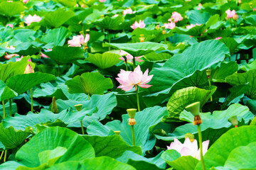 Close-up. A beautiful blooming lotus flower.