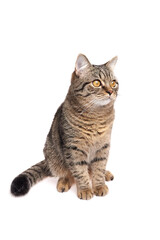 striped tabby cat with bright eyes sitting upright, turning its head slightly to the right with an alert expression, isolated on white studio background