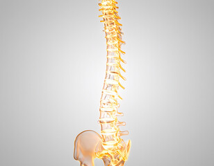 the vertebral column