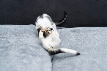 Adorable playful kitten lying on soft gray blanket, grooming, playing,  licking its paw in cozy home setting, cute domestic cat moment showing comfort, relaxation, and happiness in modern interior.