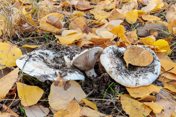 Lactarius controversus mushrooms in a poplar forest among fallen leaves.