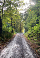 on a track in autumn