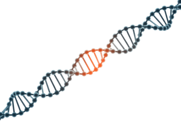 A 3D DNA double helix with a highlighted segment in orange/red, representing genetic mutation, damage, or a specific biological area. background removed