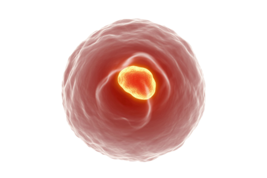 A microscopic view of a biological cell-like structure with a prominent, glowing yellow-orange core inside a reddish, textured outer membrane. background removed
