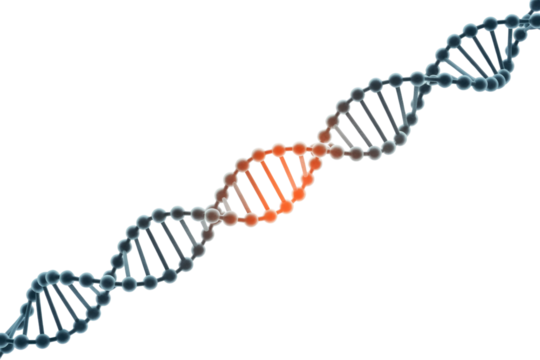 A 3D DNA double helix with a highlighted segment in orange/red, representing genetic mutation, damage, or a specific biological area. background removed
