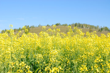 Vast yellow rapeseed field in full bloom under natural sunlight, creating a vibrant and colorful rural landscape.