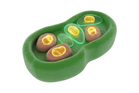 Microscopic entities: red and green cells with yellow cores inside a green structure. Represents pathogens, spores, or organelles. background removed
