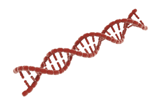 A 3D render of a red DNA double helix structure, representing genetics, biology, and molecular science, isolated on a transparent background. background removed
