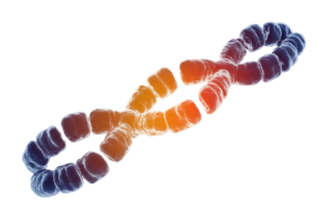 3D rendering of a duplicated chromosome in vibrant gradient colors, illustrating complex genetic material and molecular structure for biology and science. background removed