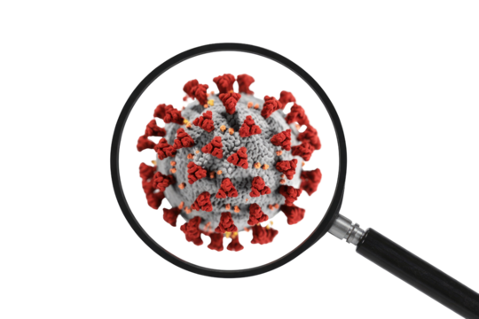 A magnifying glass inspects a detailed 3D rendering of the SARS-CoV-2 virus particle, highlighting its characteristic spike proteins. background removed