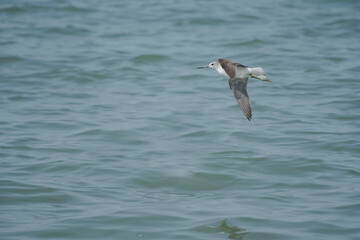 The common greenshank ,Tringa nebularia