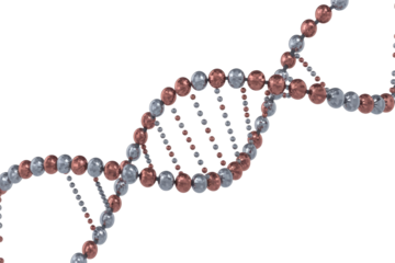 A visually striking 3D render of a DNA double helix model, featuring metallic bronze and silver spheres on a dark transparent background. Represents genetics and biology. background removed