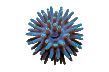 A blue and brown spiky, spherical 3D rendering resembling a virus or microscopic sea creature against a solid transparent background. background removed