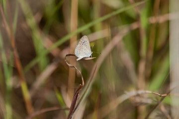 Zizina otis, the lesser grass blue butterfly
