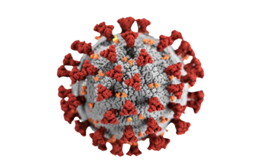 Detailed 3D rendering of SARS-CoV-2 virus, or COVID-19, featuring prominent red spike proteins on a gray viral envelope. background removed