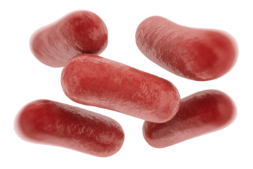 Multiple red, capsule-shaped objects, possibly bacteria or red blood cells, are depicted against a solid transparent background, suggesting microscopic entities. background removed