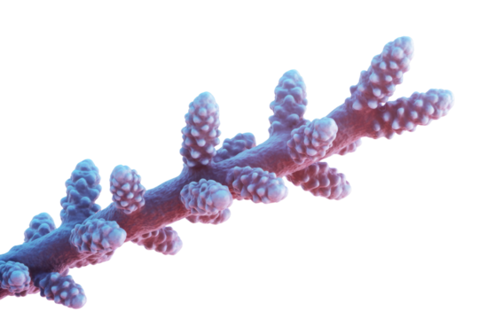 A vibrant close-up of a soft coral branch, featuring numerous bulbous polyps in shades of pink and purple against a transparent background. background removed
