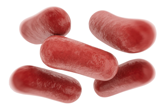 Multiple red, capsule-shaped objects, possibly bacteria or red blood cells, are depicted against a solid transparent background, suggesting microscopic entities. background removed