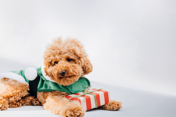 Close-up small brown poodle dog in a Santa suit on a gray background. Pet's portrait. Christmas greetings card, front view