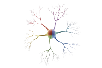 A vibrant, stylized neuron featuring a multicolored cell body and branching dendrites/axons, illustrating neural connections and complexity within the brain. background removed