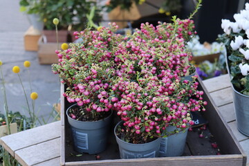 Beautifull garden flowers