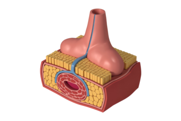 3D rendering of skin cross-section depicting a hair follicle, sebaceous gland, arrector pili muscle, adipose tissue, and blood vessel. background removed