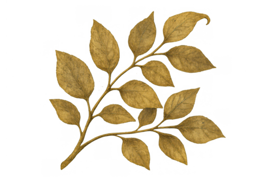 Golden botanical branch with autumn leaves on transparent background, decorative plant illustration
