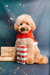 Close-up small brown poodle dog in a Santa suit on a blue-green background. Pet's portrait. Christmas greetings card, front view