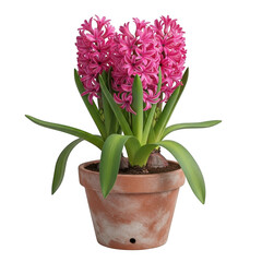 Vibrant pink hyacinth flower blooming in a rustic terracotta pot detailed close-up transparent background