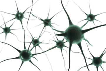 3D rendering of interconnected dark green neuron cells with white branching processes on a solid transparent background, illustrating a neural network. background removed