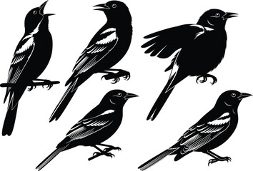 Bird silhouette illustration in flight and perched, black and white vector, nature art, wildlife pose, minimal design, isolated graphic