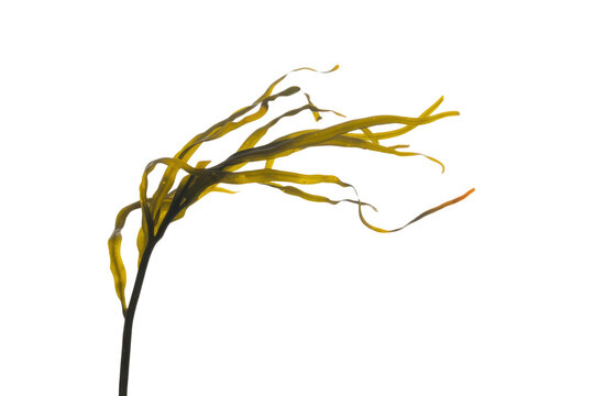 A vibrant brown-yellow seaweed strand with multiple wavy fronds extends upwards, isolated on a solid transparent background, showcasing its aquatic beauty. background removed