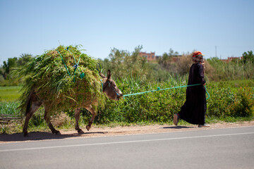 Moroccan woman pulling a donkey loaded with grass