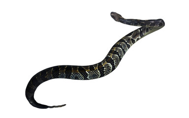 3d Illustration of A majestic Timber Rattlesnake glides in elegant S-curves, displaying its intricate scales and warning tail.