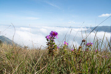 flowers in the meadow