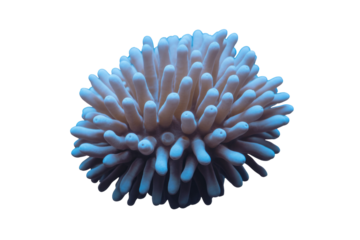 A vibrant, light blue stony coral with numerous elongated polyps, possibly a Sarcophyton, against a clean transparent background. background removed