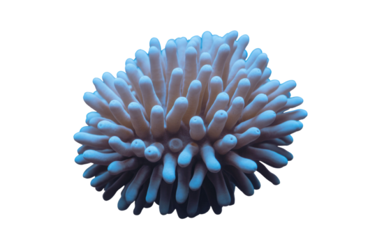 A vibrant, light blue stony coral with numerous elongated polyps, possibly a Sarcophyton, against a clean transparent background. background removed
