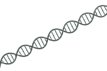 A detailed 3D rendering of a DNA double helix structure, featuring its iconic twisted ladder shape, representing genetic material and molecular biology. background removed