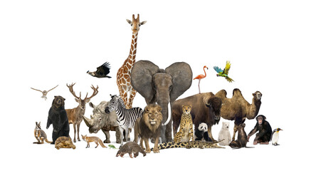Fototapeta premium Diverse wild zoo animals including mammals, birds, and reptiles stand together in a large group against a transparent background