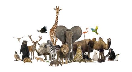 Diverse wild zoo animals including mammals, birds, and reptiles stand together in a large group against a transparent background © Eric Isselée