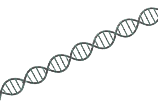 A detailed 3D rendering of a DNA double helix structure, featuring its iconic twisted ladder shape, representing genetic material and molecular biology. background removed